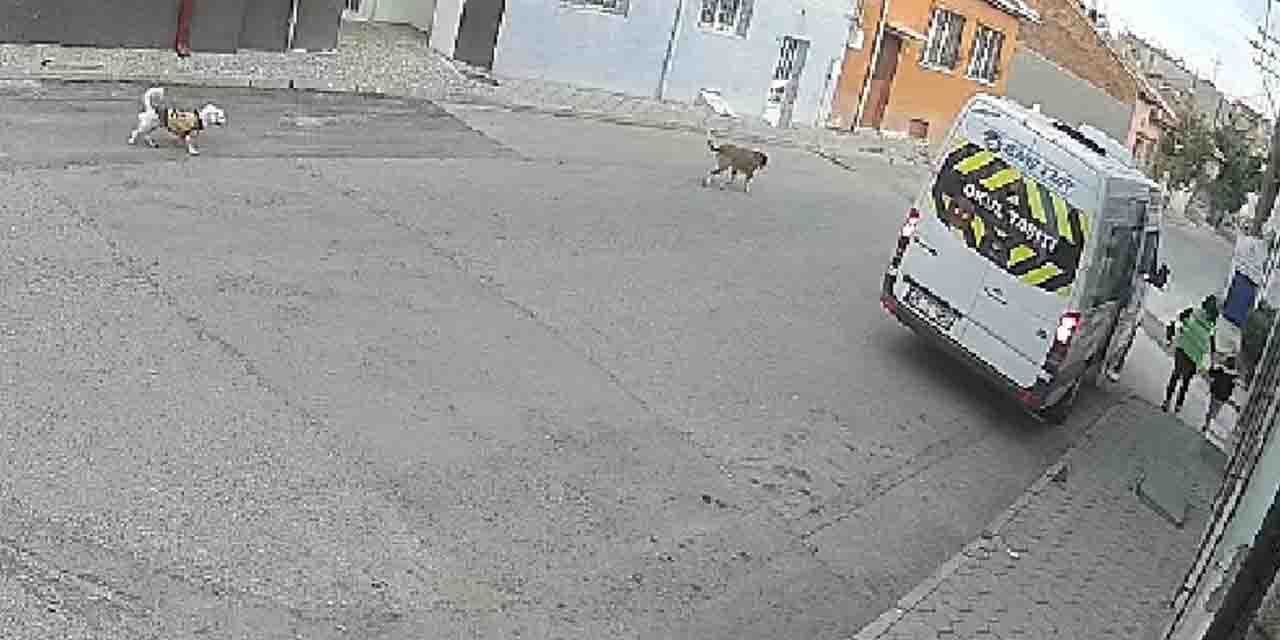 Eskişehir'de duyarsız sürücü tepki topladı! Köpeği ezip...