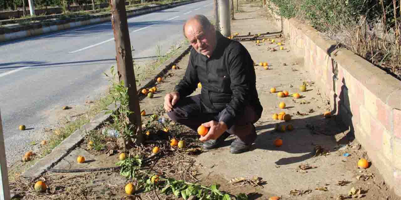 Narenciye üretim merkezlerine meyve sineği dadandı