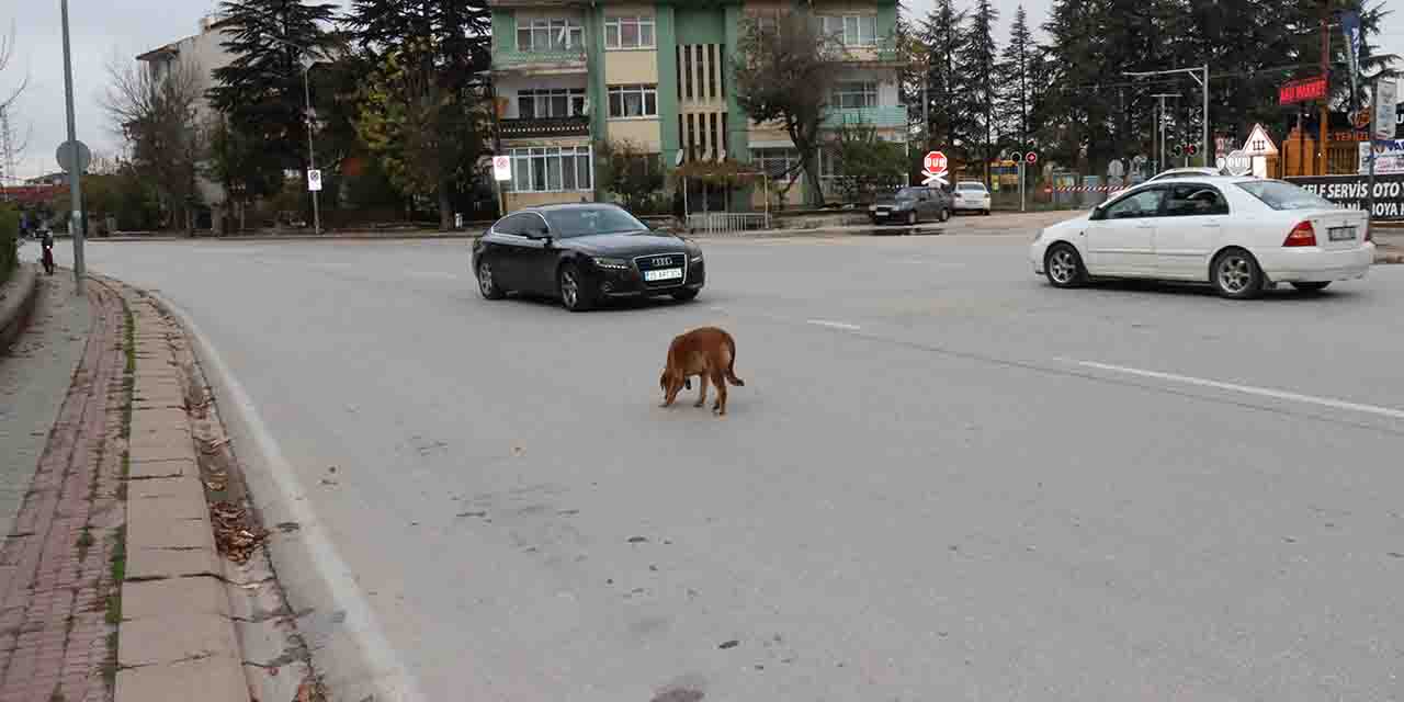 Yol ortasında duran köpek sürücülere geçit vermedi