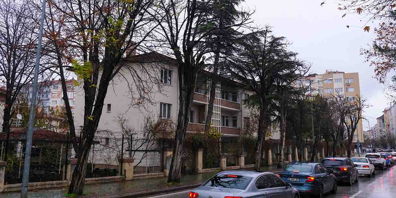 Çürüyen ağaçlar yerine süs kirazı
