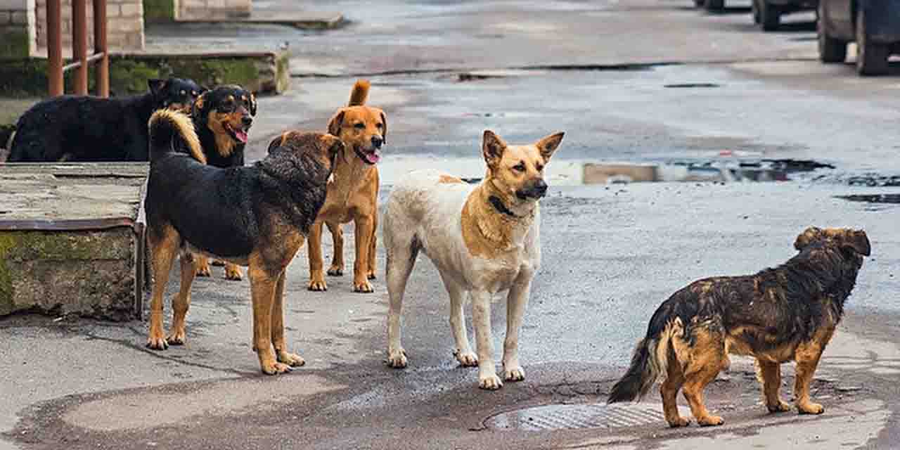 Türkiye’de 21 ayda köpek saldırısı sonucu 92 kişi vefat etti