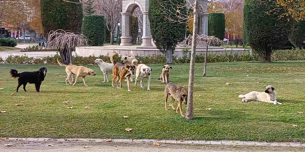 Eskişehir'de vatandaş köpek çetelerinden dert yandı