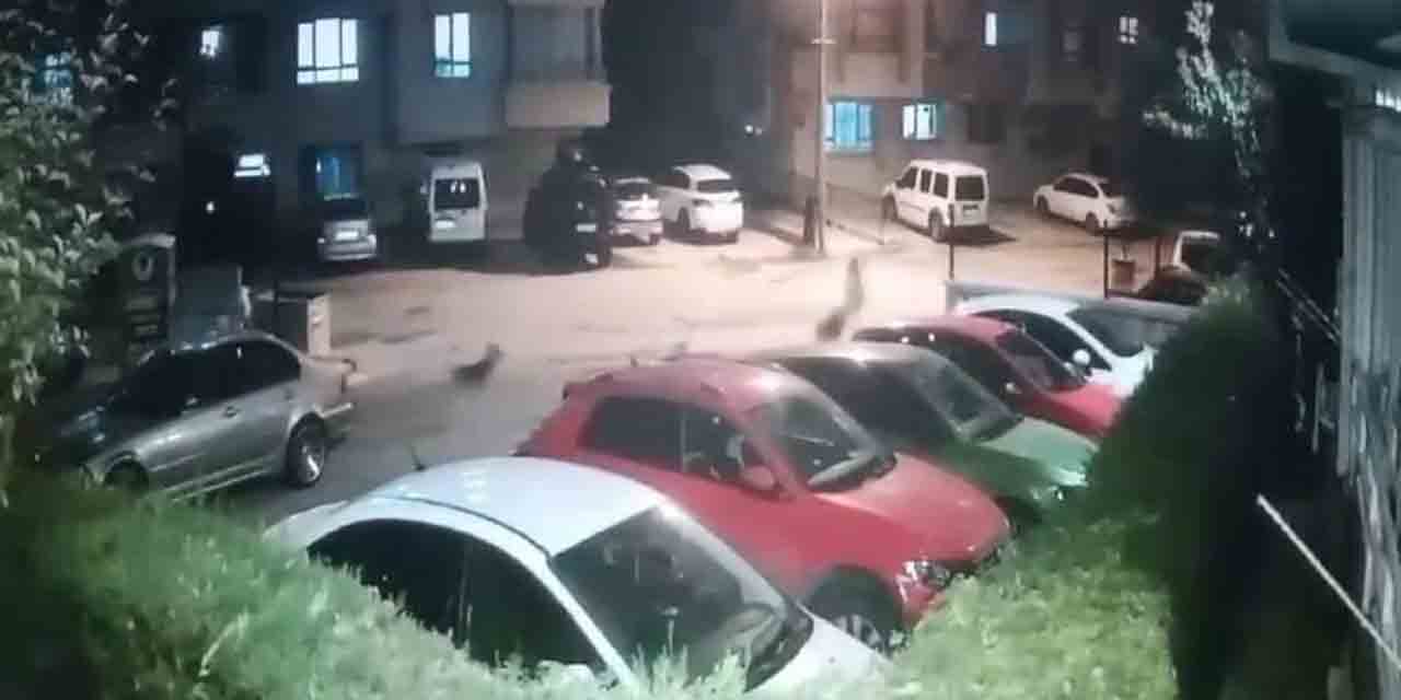 Sokak köpeği dehşeti: Koşarken çocuğuyla yere düştü