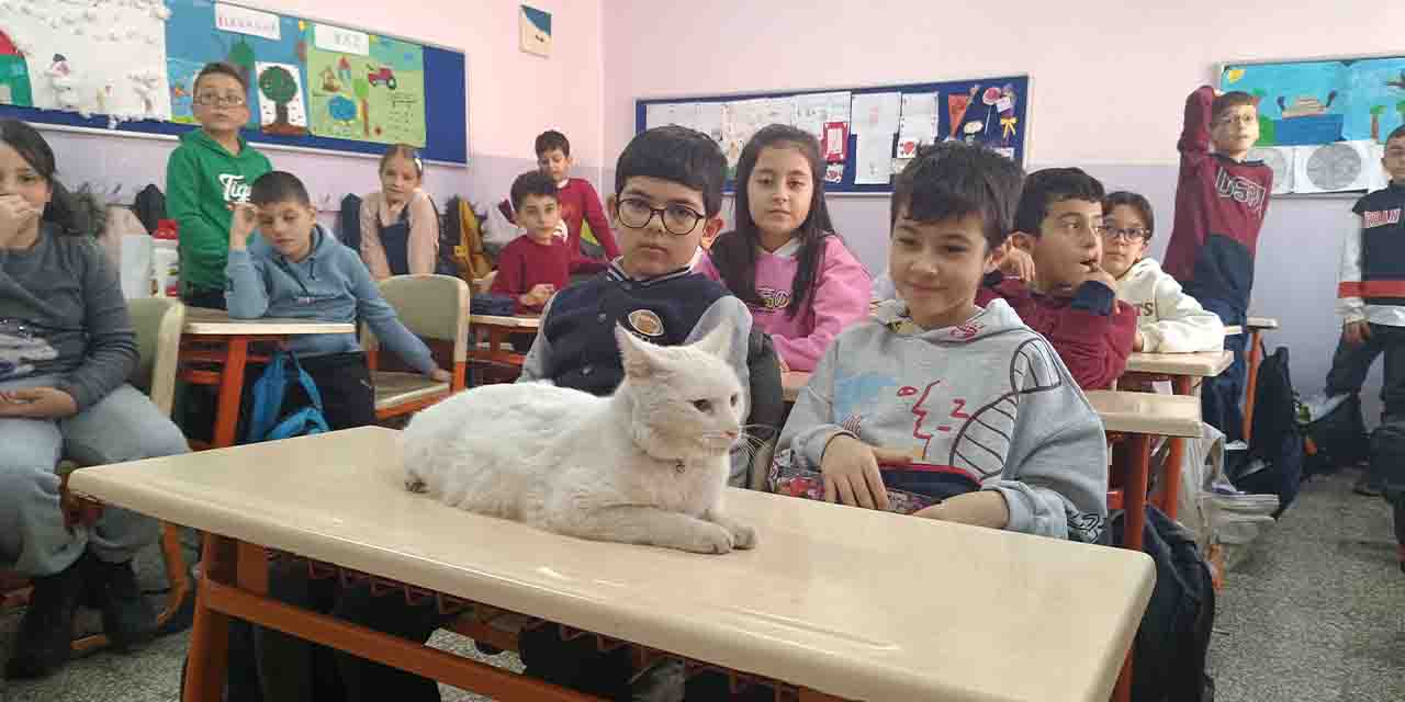 Eskişehir'de okullu kedi öğrencilerin ilgi odağı