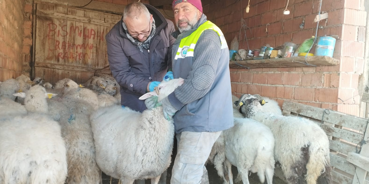 Eskişehir'de küçükbaş hayvan yetiştiriciliği destekleniyor