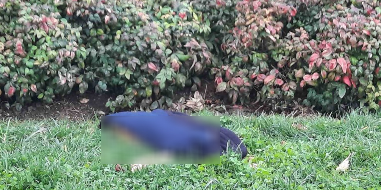 3 sokak köpeğinin saldırdığı kedi telef oldu