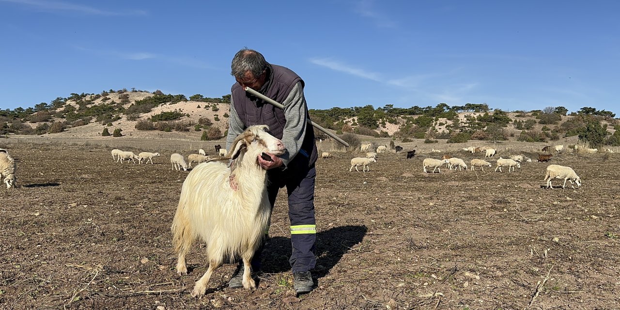 Eskişehir'de hayvanlara fısıldayan çoban...