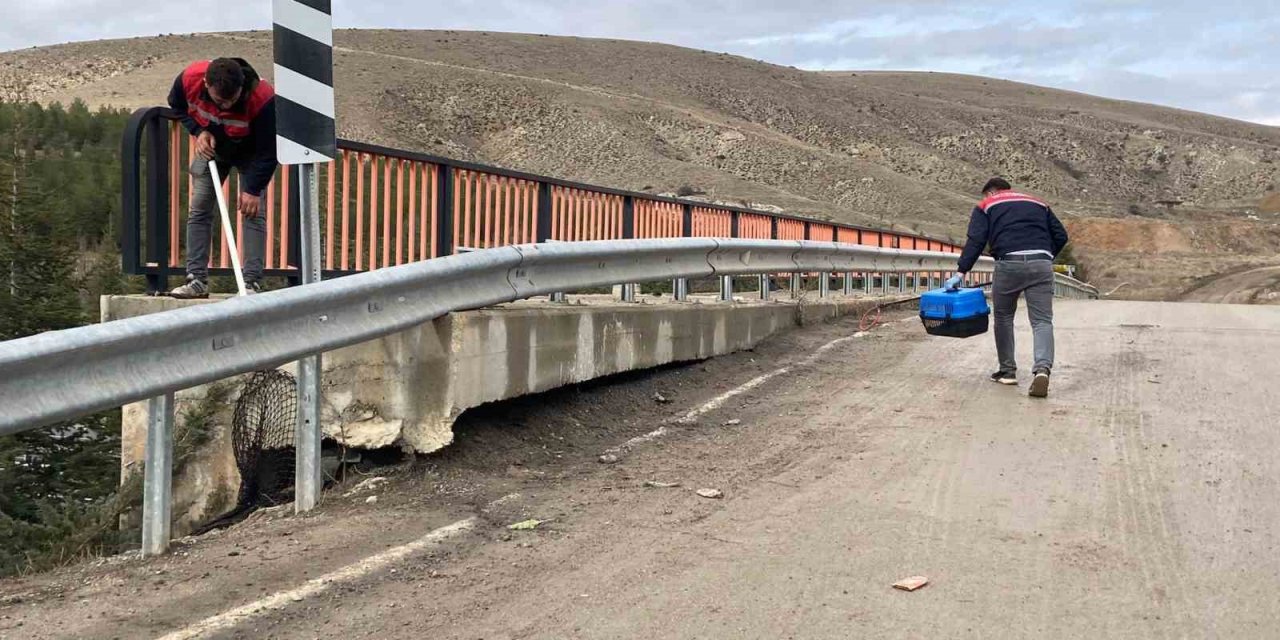 Kaçan tavşanları ekipler yakaladı