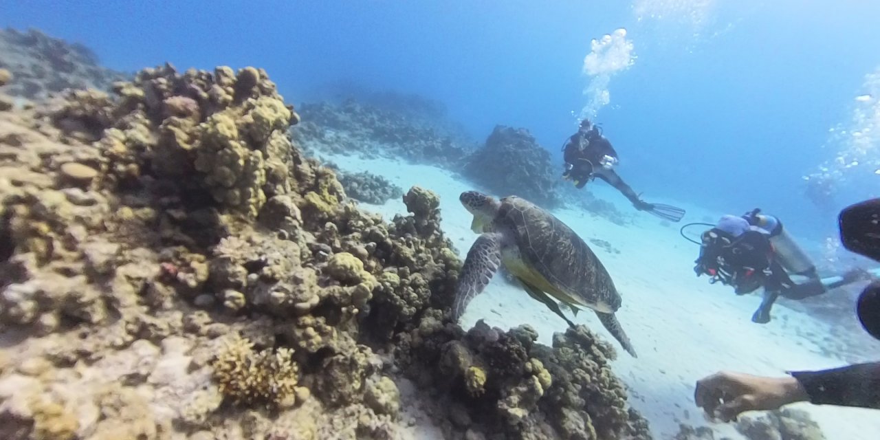Eskişehirli dalgıçlar devasa deniz kaplumbağası görüntüledi