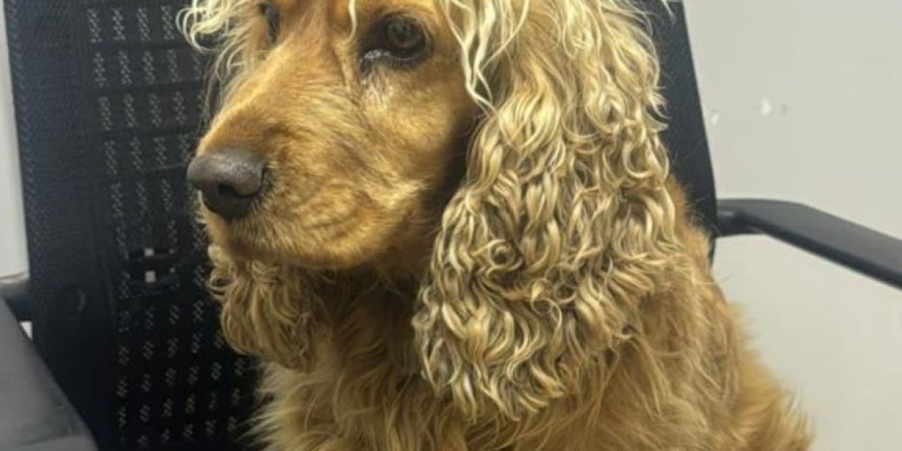 Eskişehir'de çalınan köpek için polis ekipleri harekete geçti