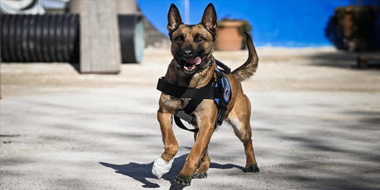 TSK’nın arama kurtarma köpekleri onlarca can kurtardı