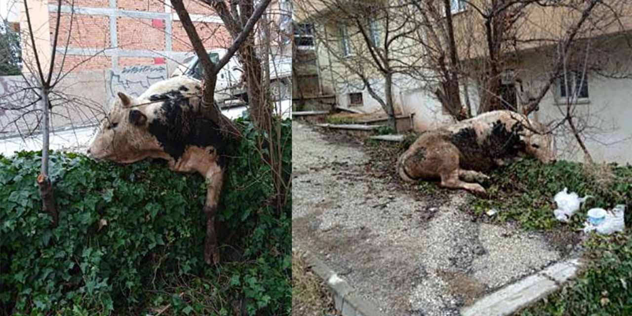Eskişehir'de dana kaçtı sahibi kovaladı
