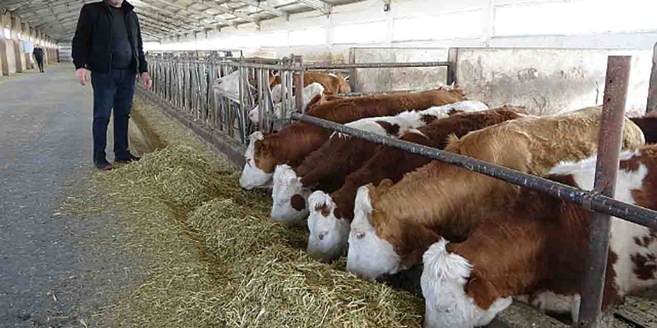 Eskişehir'de süt üretimi ve hayvancılık bitme noktasında!