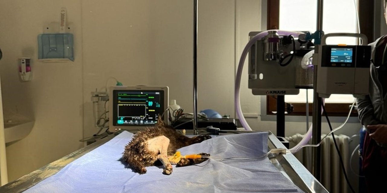 2 aylık kedi operasyonla kurtarıldı