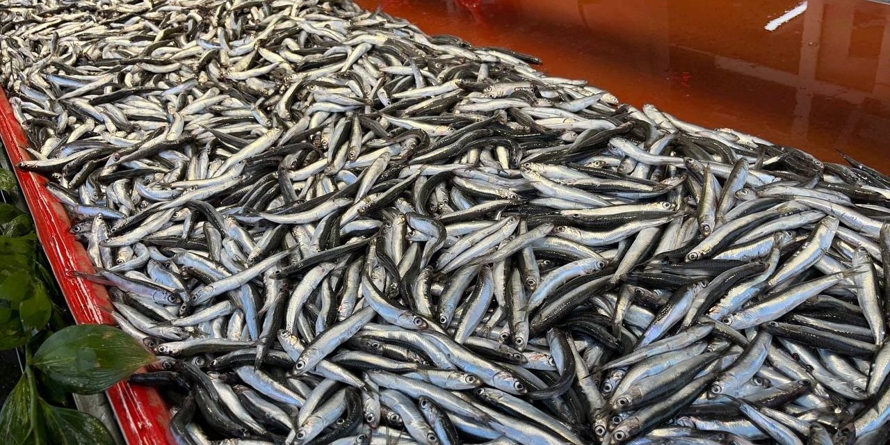 Hamsi tezgahlardaki son günlerini yaşıyor