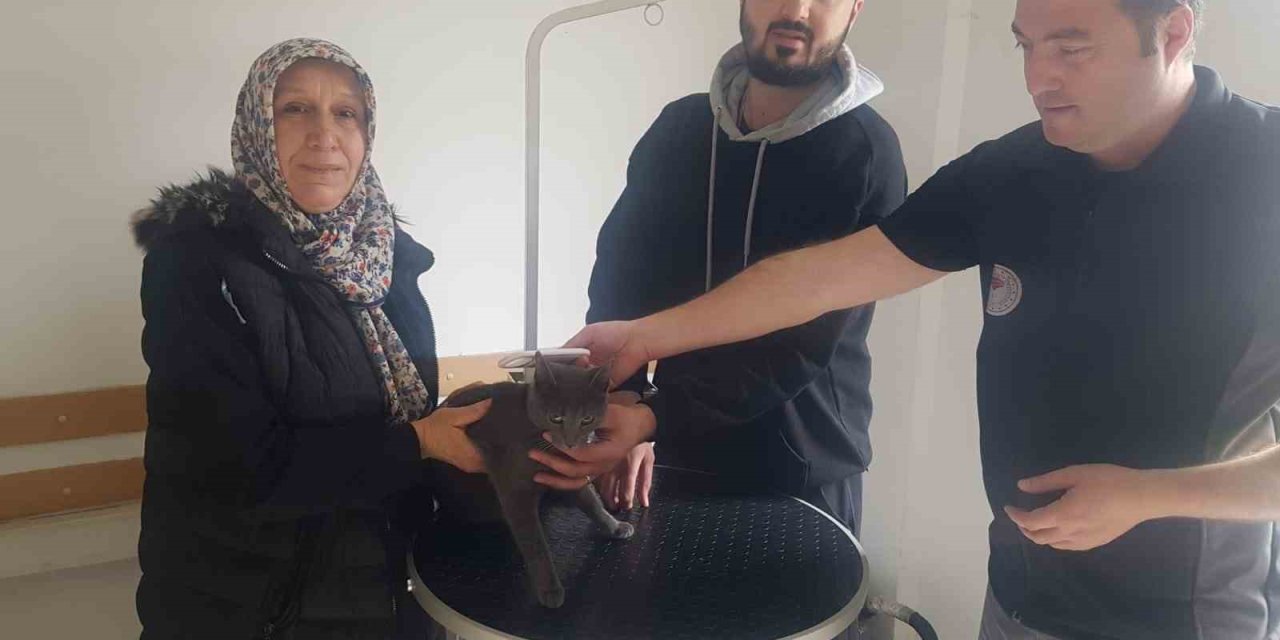 Kayıp kedi sahibine mikroçip sayesinde teslim edildi