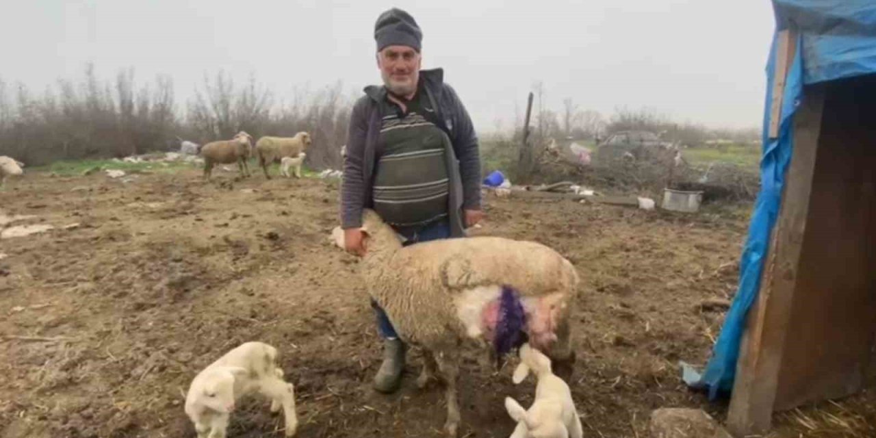 Çift kafalı doğan koyun görenleri şok etti