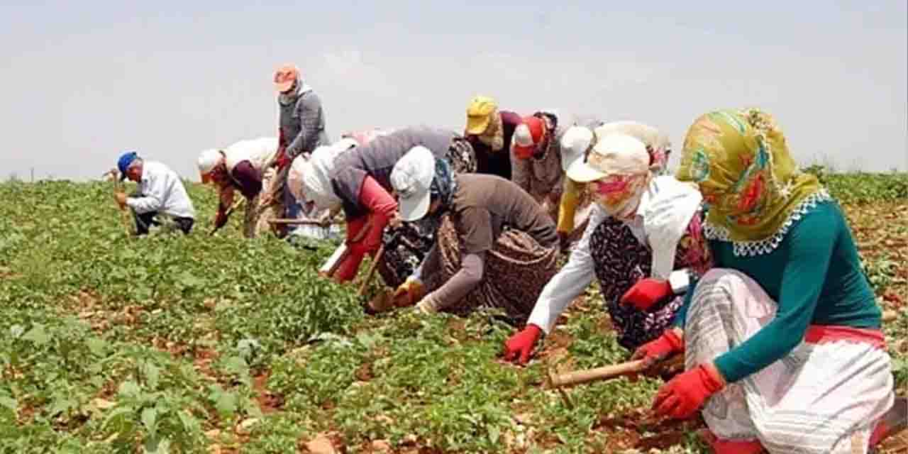 Mevsimlik tarım işçileri hakkında yeni düzenlemeler açıklandı