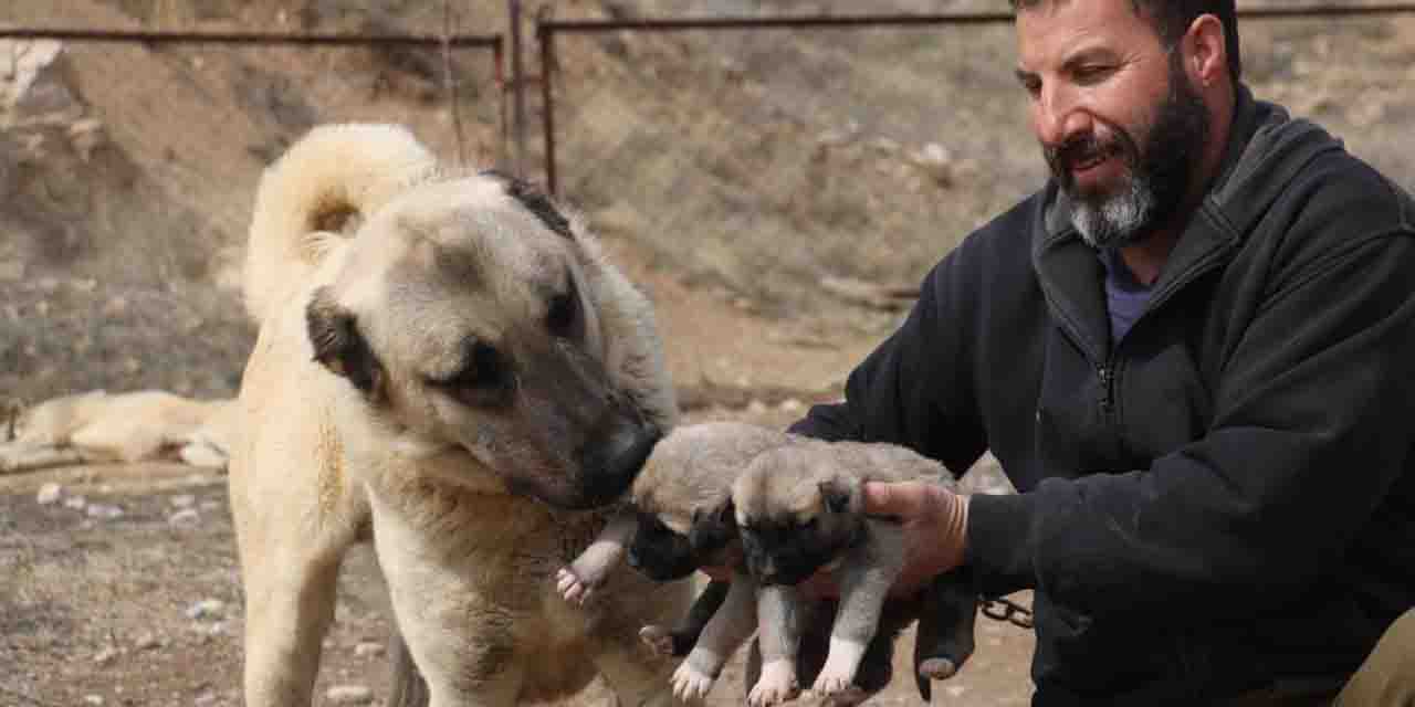 Türkiye'de sokak köpekleri kurtlaşıyor mu?