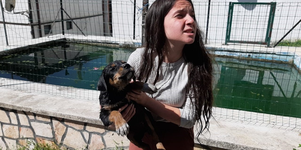 Boğulmak üzere olan köpeği kurtardı