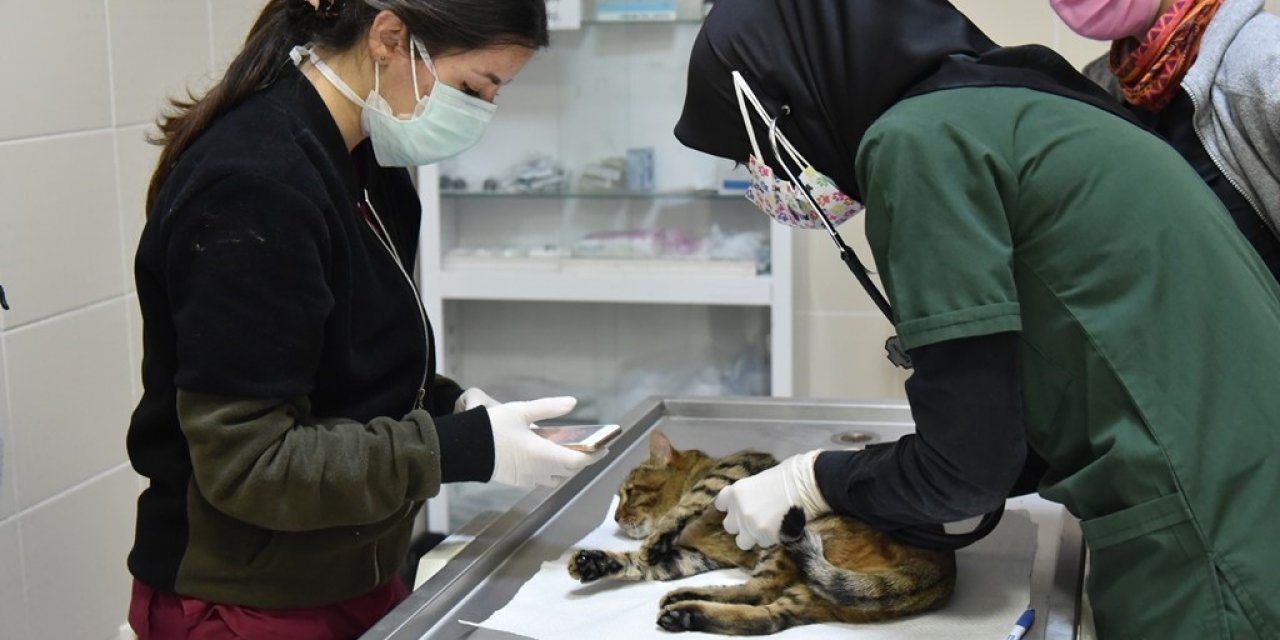 Hayvan hastanesinde 6 bin 580 hayvana el uzatıldı