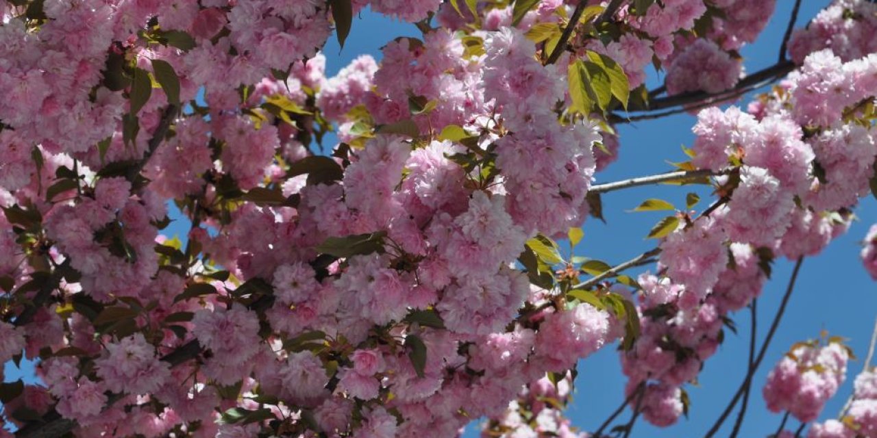 Eskişehir’e bahar geldi ağaçlar rengarenk çiçek açtı