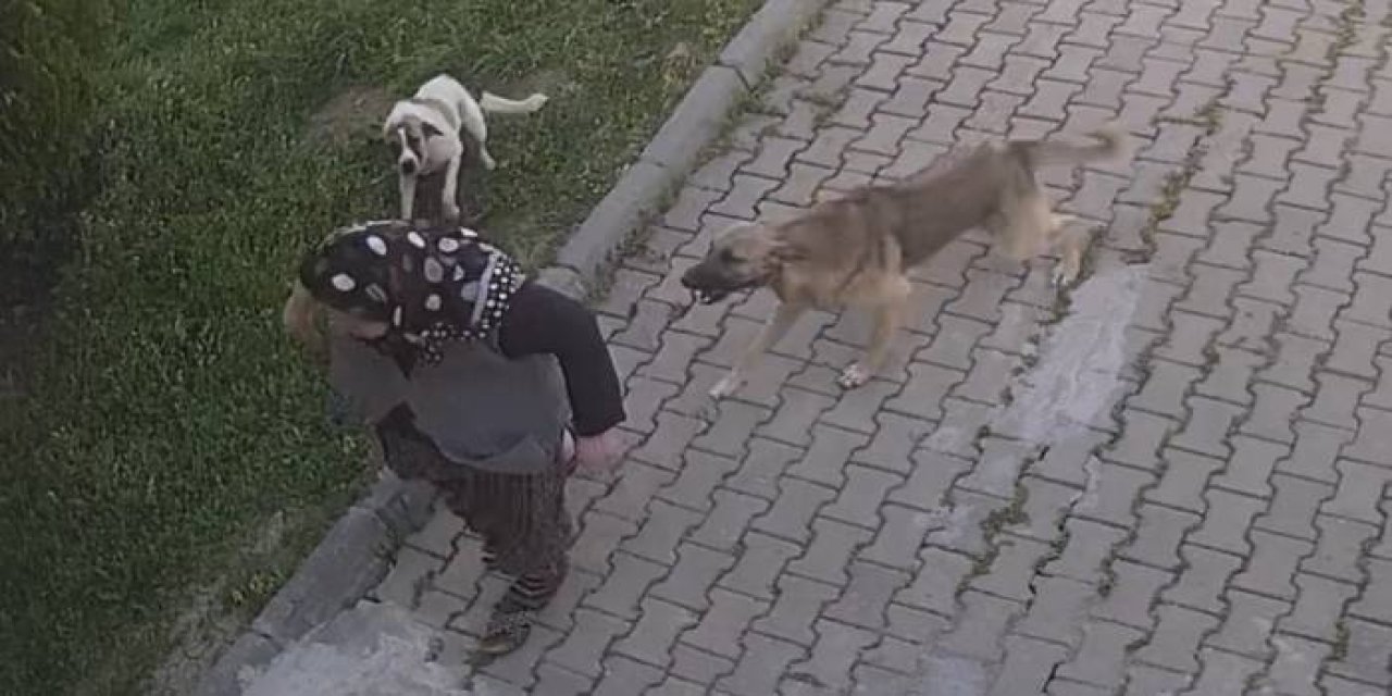 Başıboş köpeklerin saldırdığı kadın ölümden döndü