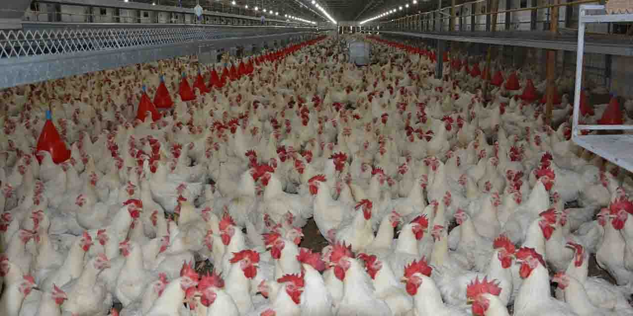 "Tavuk fiyatları bir yılda yüzde 74,4 zam"