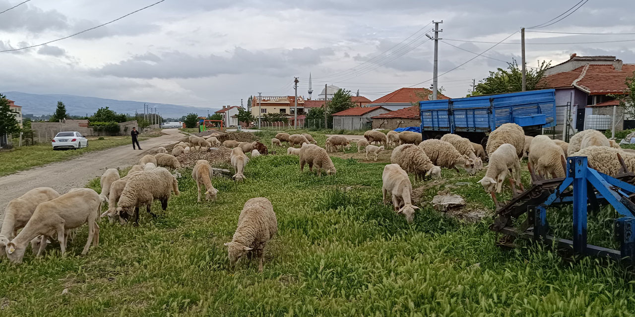 Eskişehir’de kurbanlık fiyatları belli olmaya başladı!