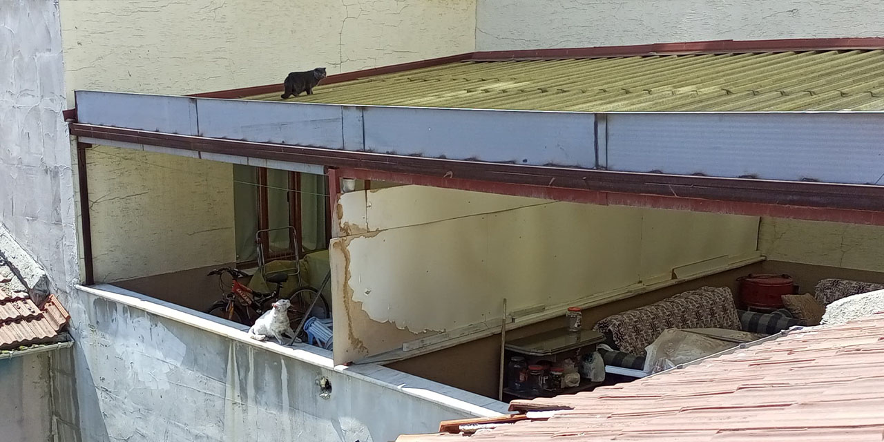 Eskişehir’de bir kedi 8 gündür çatıda kurtarılmayı bekliyor