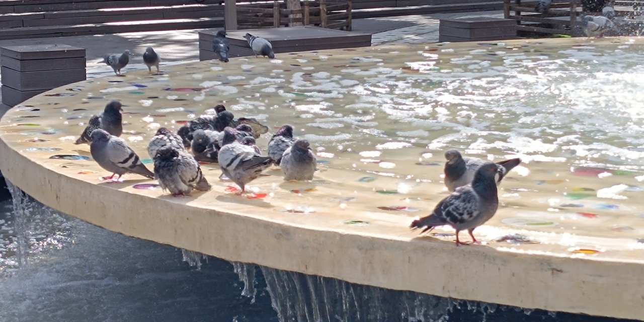 Eskişehir'de güvercinlerin havuz keyfi