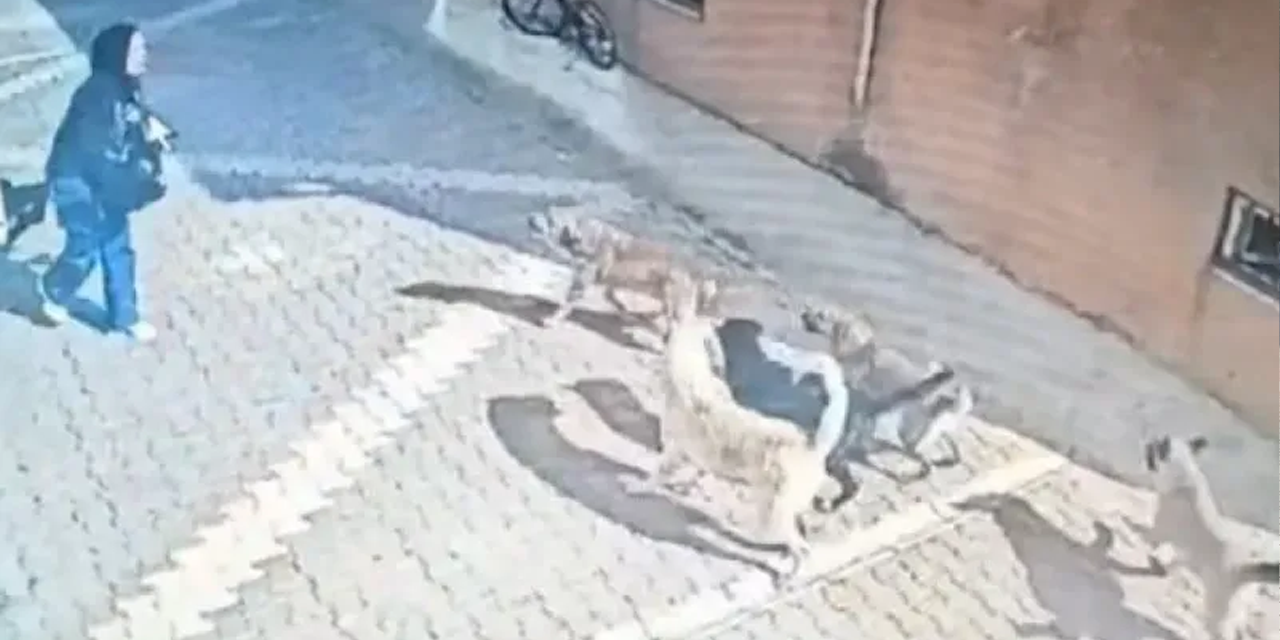 Köpek saldırısına uğrayan öğrenci parçalanmaktan böyle kurtuldu