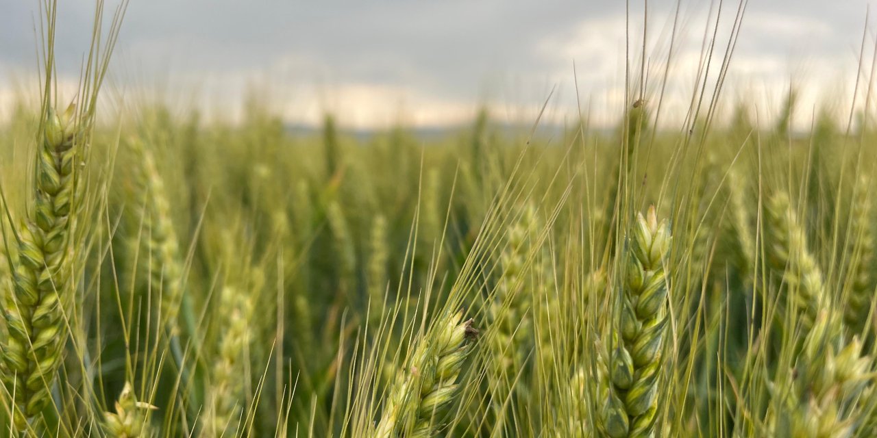 Eskişehir'de çiftçiler yeni buğday fiyatını bekliyor