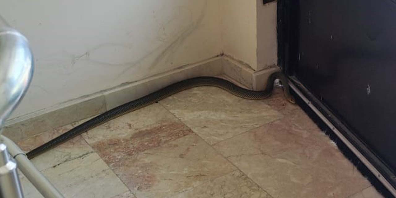 Apartmana giren yılan panik yarattı