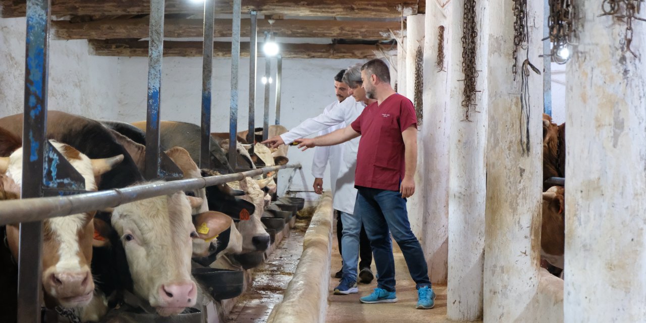 Eskişehir'de kurbanlık önemli tavsiye: O tip hayvanlardan uzak durun!