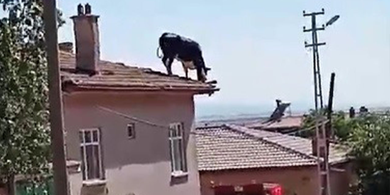 Büyükbaş çatıya çıktı: Sahibi yakalamak için ter döktü