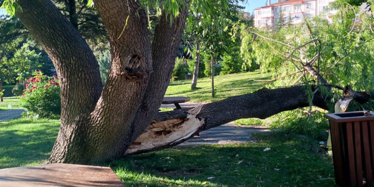 Eskişehir'de parkta bir anda devrilen ağaç panik yarattı!