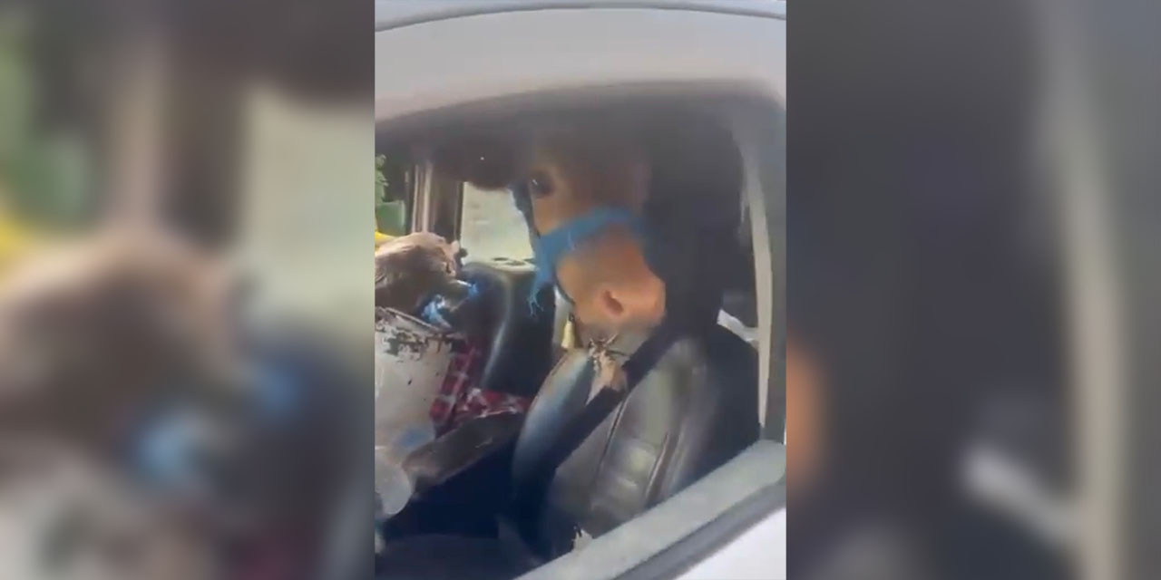 Kurbanlık danayı aracın içinde görenler şok oldu