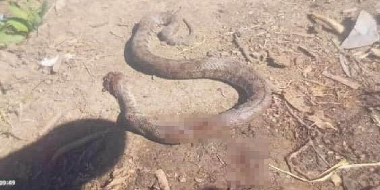 Türkiye'nin en zehirli yılanını görenler büyük panik yaşadı