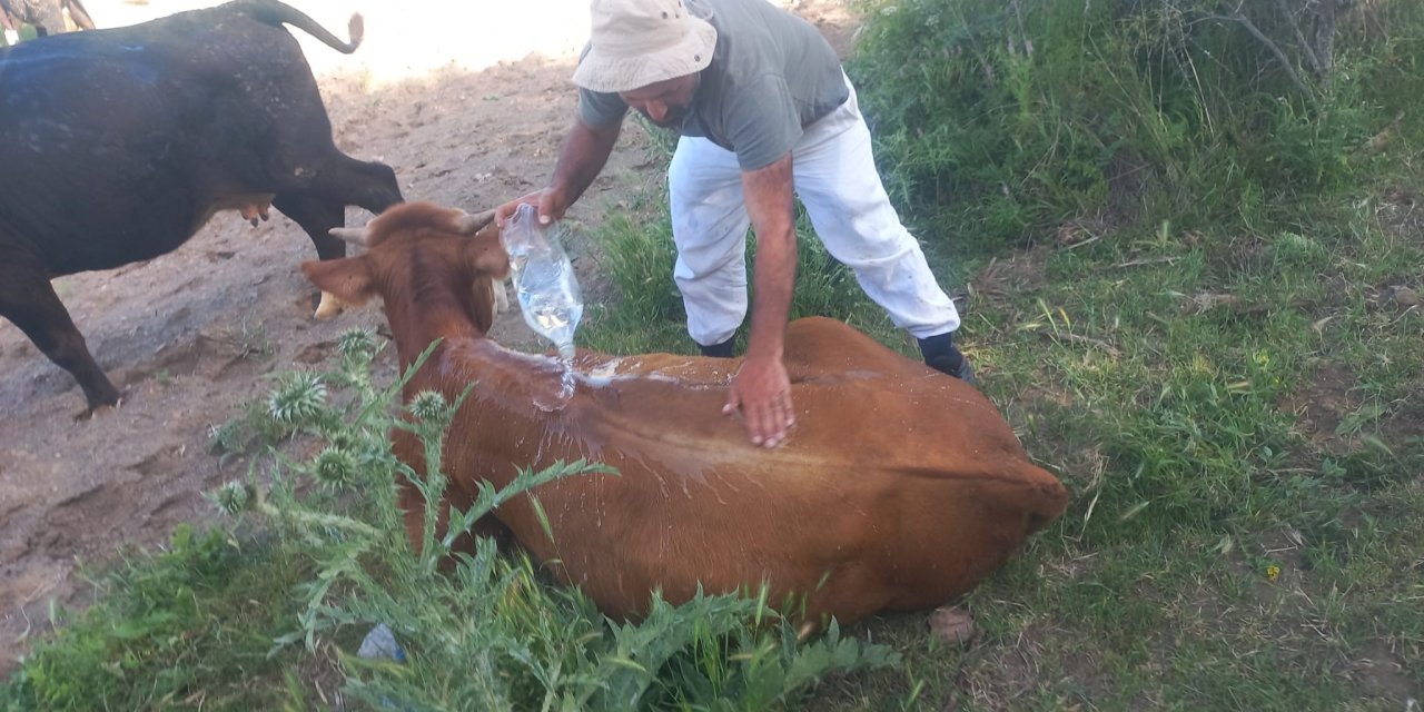 Sıcak havalarla birlikte hayvanlarda stres artıyor