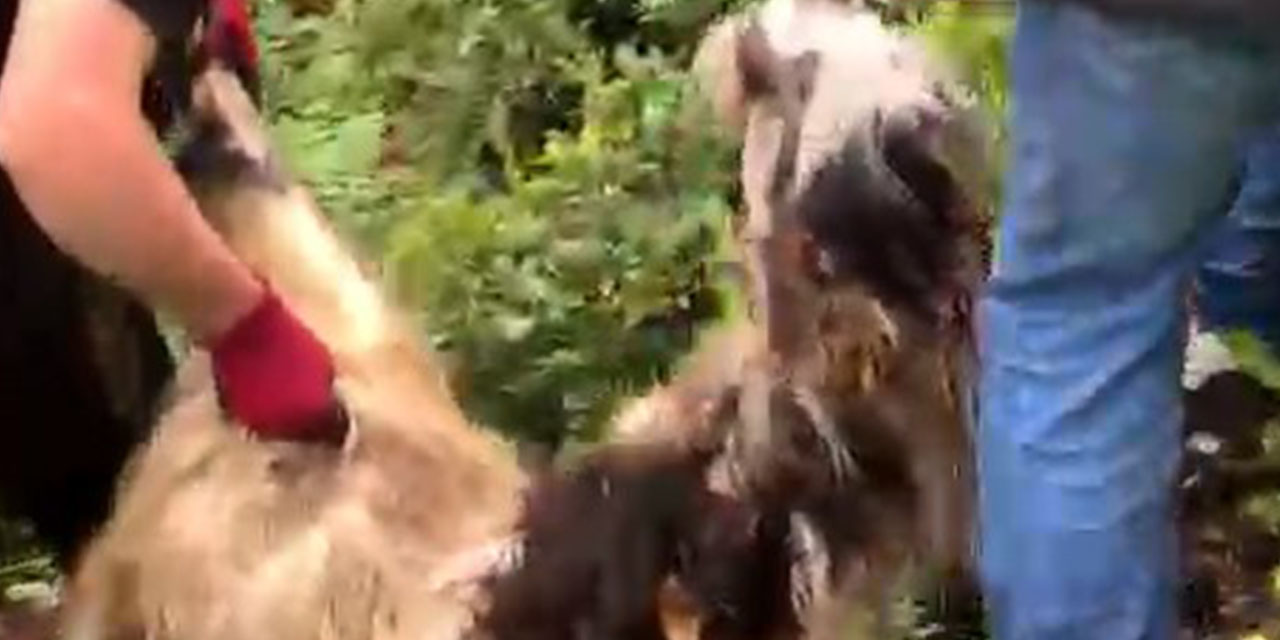 Bayramın ilk günü kaçan firari keçi bulundu