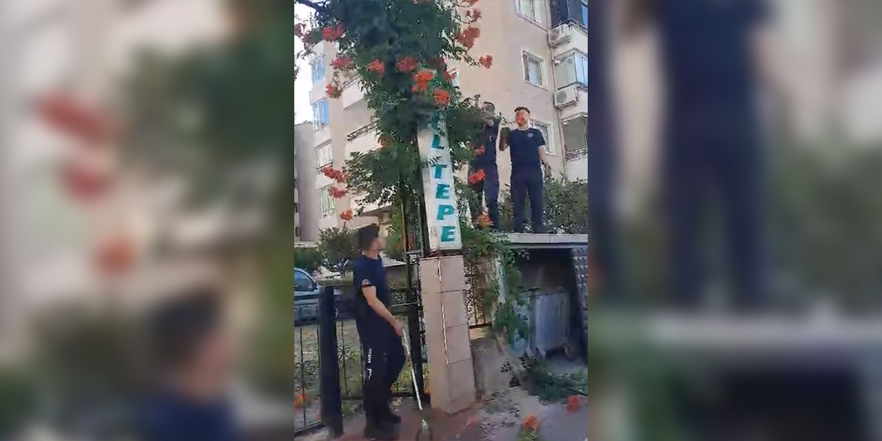 Bahçe kapısındaki sarmaşıklara saklanan yılan ecel terleri döktürdü