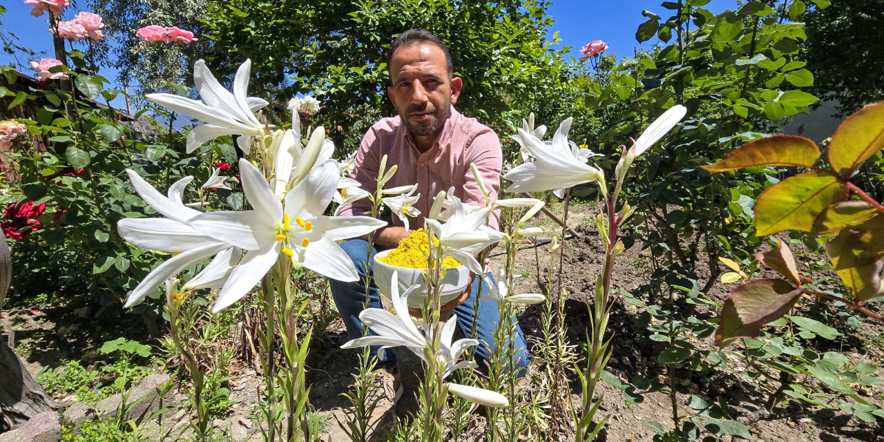 Akzambak çiçeğinden üretilen ürünler şifa yayıyor