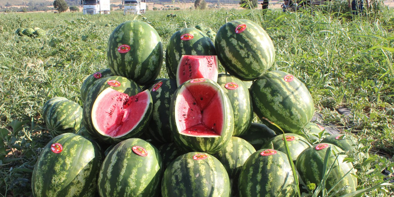Eskişehir'e 1 saatlik mesafede o meşhur karpuzu yetiştiriyorlar