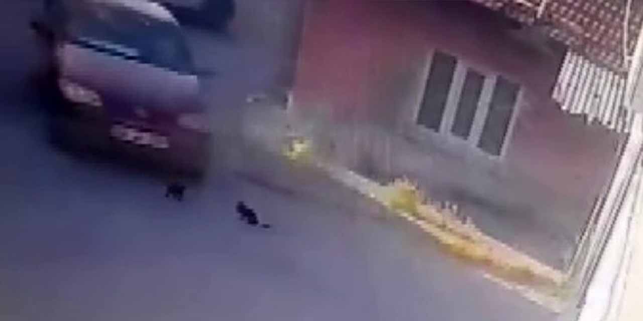Eskişehir'de aracı ile 2 yavru kediyi ezen sürücüye ceza!