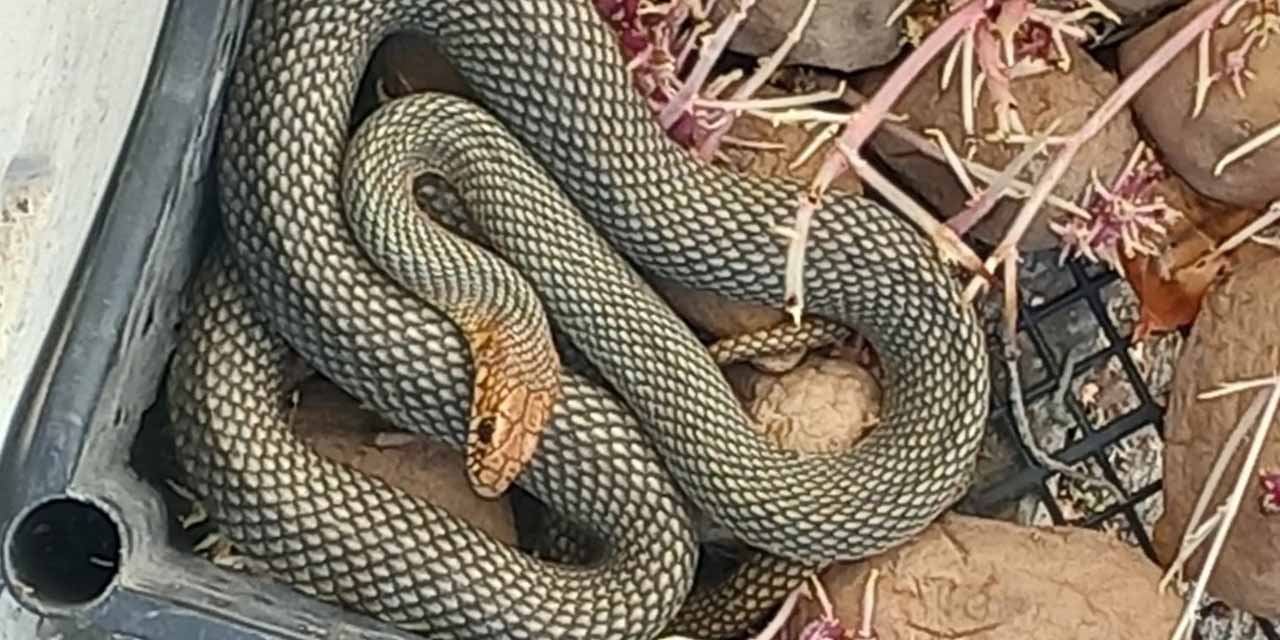 Patates dolu kasanın içinden yılan çıktı!