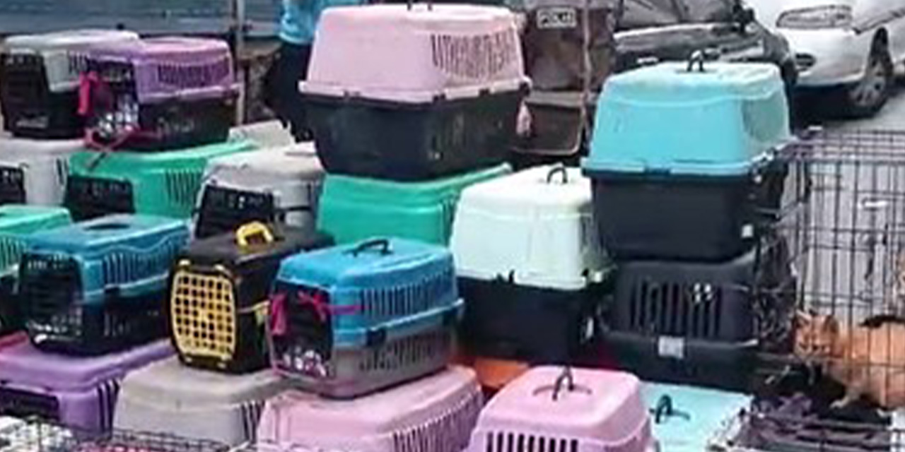 Sözde hayvanseverin evinden ölüme terk edilen 85 kedi kurtarıldı