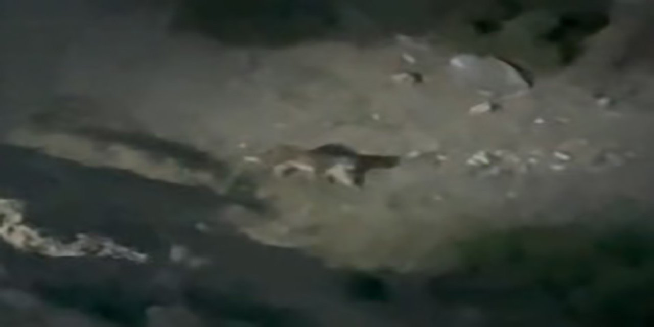 'Anadolu Vaşağı' Eskişehir'de görüldü