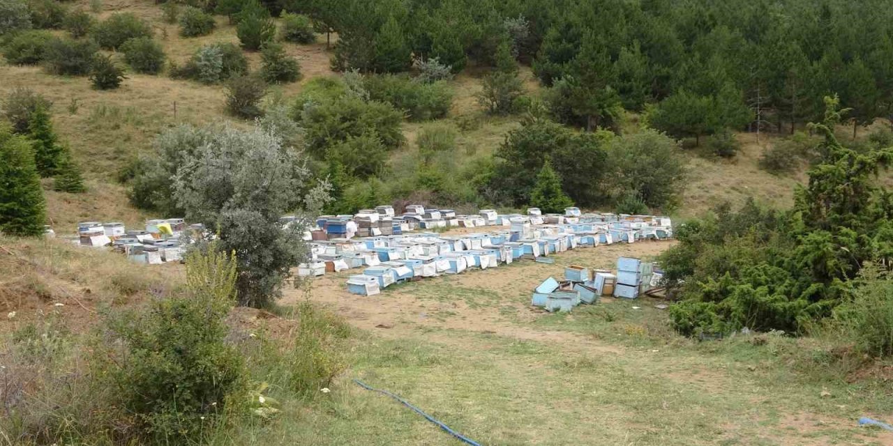 Türkiye’nin ilk milli parkında “Bal Ormanı” oluşturuldu