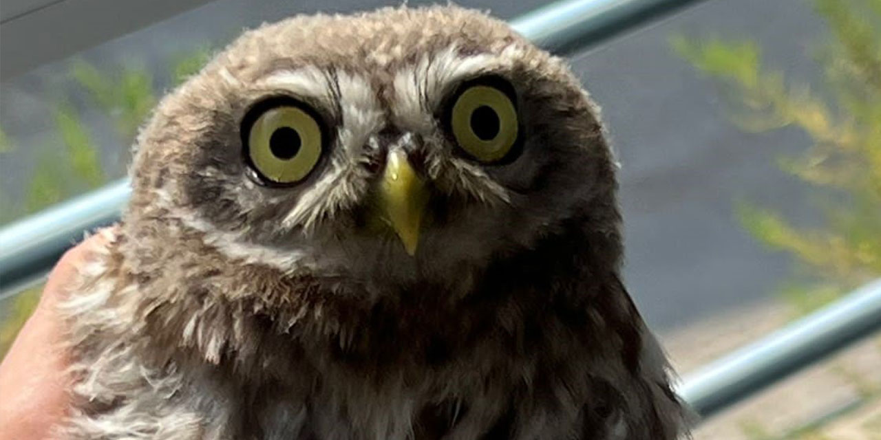 Bolu'dan Eskişehir'e gelirken yolları kesişti